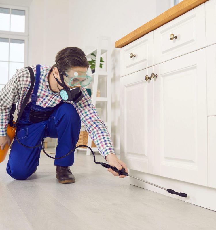 Man worker in protective mask spray insecticide chemical maintain kitchen clean from insects and cockroach. Male specialist from pest control service disinfect house. Safe environment concept.