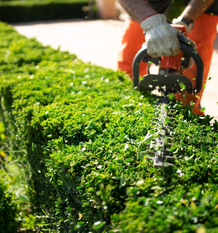 Home and garden concept. Hedge trimmer in action. Shrub trimming work. Shrub pruning. Gardening and trimming activities. Great detail of the cut leaves splashing.